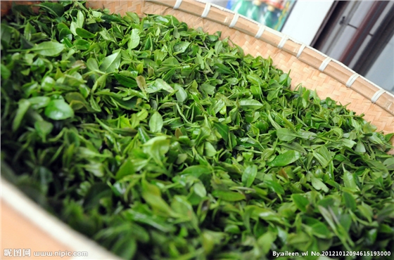 茶葉減農殘，施肥要微補控氮