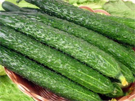 #微肥課堂#黃瓜味苦，天氣or肥料，到底誰(shuí)之過(guò)？