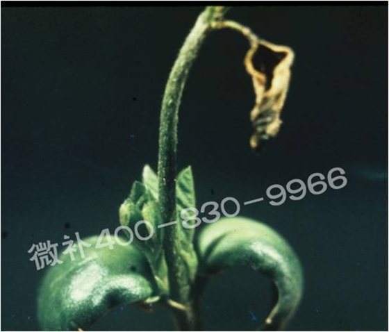 莖尖枯死，到底是缺硼還是缺鈣？