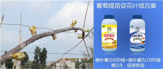 獼猴桃萌芽期如何施肥，才能促進(jìn)萌芽齊、萌芽壯？