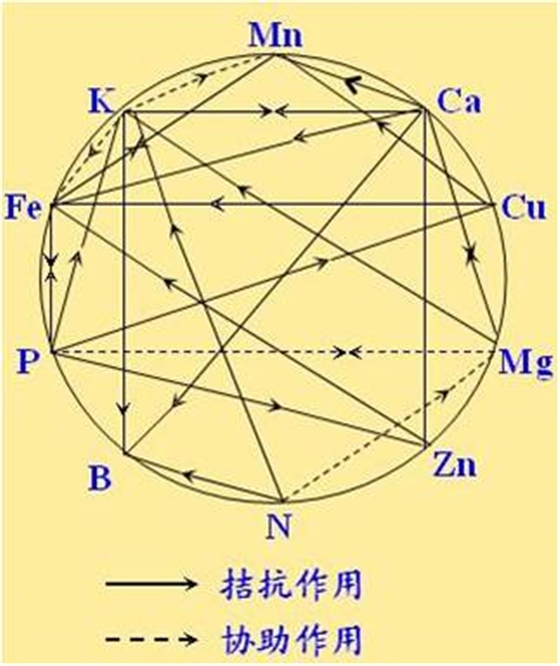 原料型鉀肥和鎂肥為什么會(huì )發(fā)生拮抗？