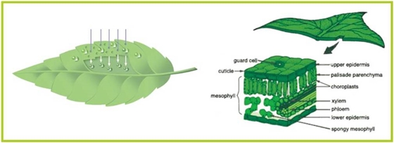 品牌那么多，如何選擇優(yōu)質(zhì)葉面肥？