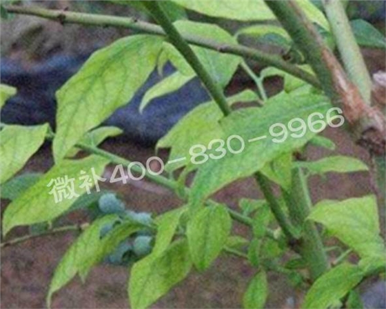藍莓黃葉是缺素還是病害？