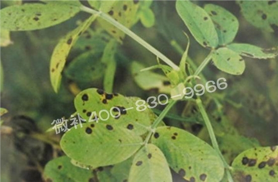 花生缺鉀與花生葉斑病有什么區別？