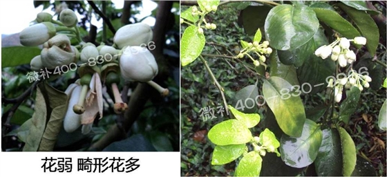 蜜柚促花壯花除了補磷還需要補硼鋅？