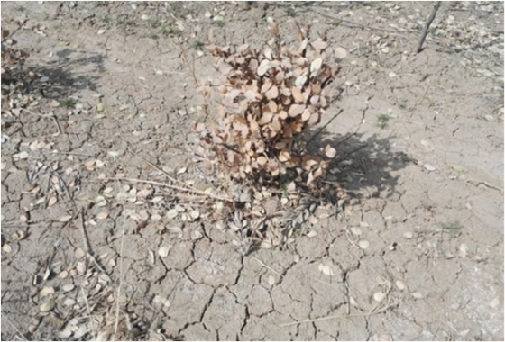 土壤板結(jié) 土壤板結(jié)