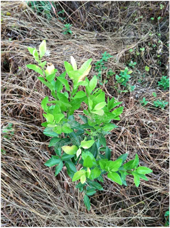 柑橘小樹梢不轉綠 柑橘小樹梢不轉綠