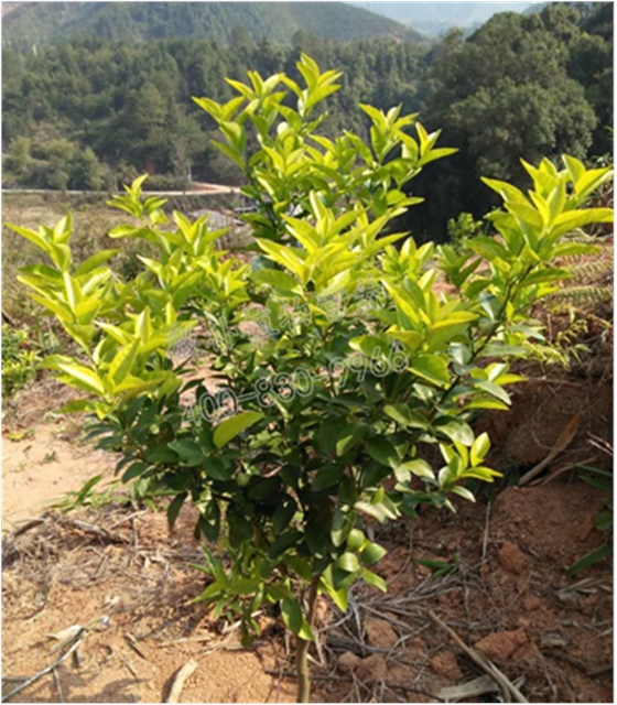 柑橘小樹黃樹 柑橘小樹黃樹