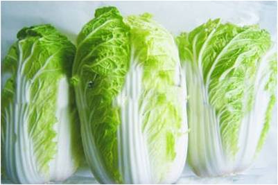 #微肥課堂#白菜類(lèi)蔬菜對哪些營(yíng)養元素敏感？