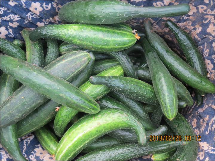 #微肥課堂#黃瓜味苦，天氣or肥料，到底誰(shuí)之過(guò)？