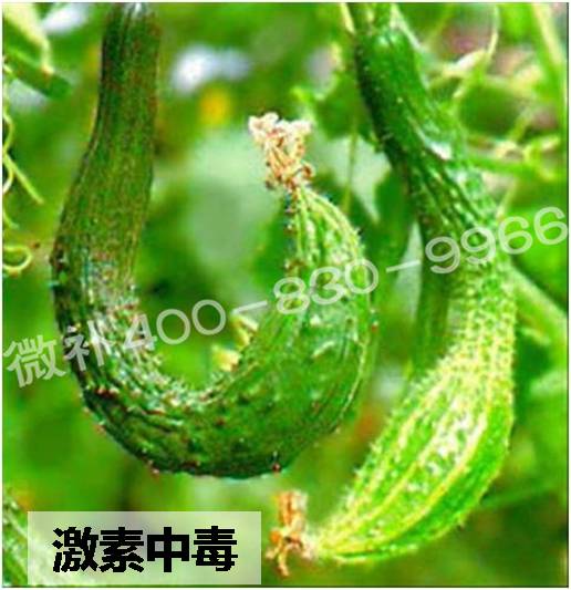 #微肥課堂#葉面肥含激素好嗎？