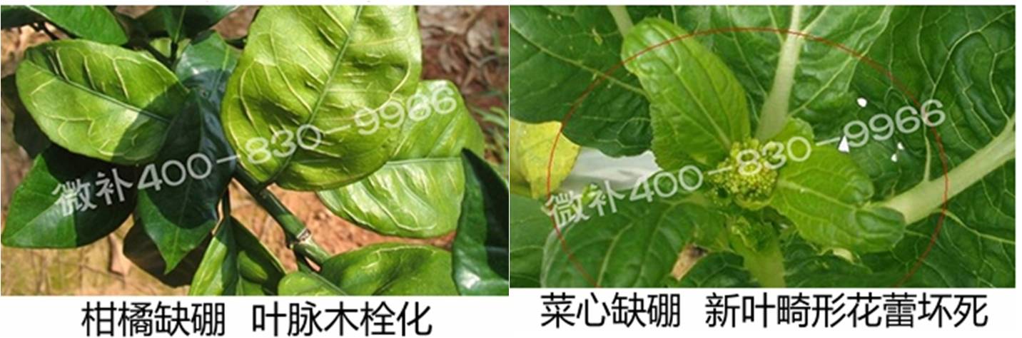 春季作物為什么需要大量用硼肥？