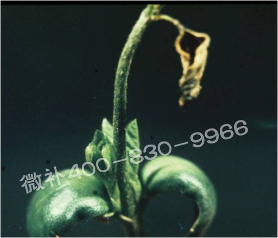 莖尖枯死，到底是缺硼還是缺鈣？