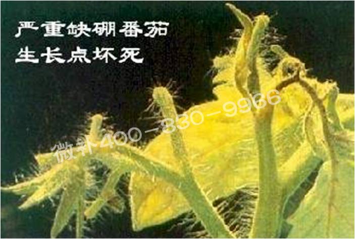 莖尖枯死，到底是缺硼還是缺鈣？