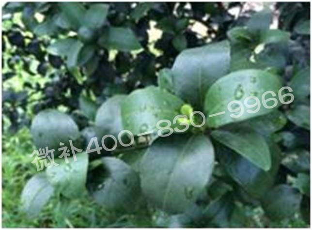 柑橘春梢弱，難抽發(fā)，到底是什么原因？