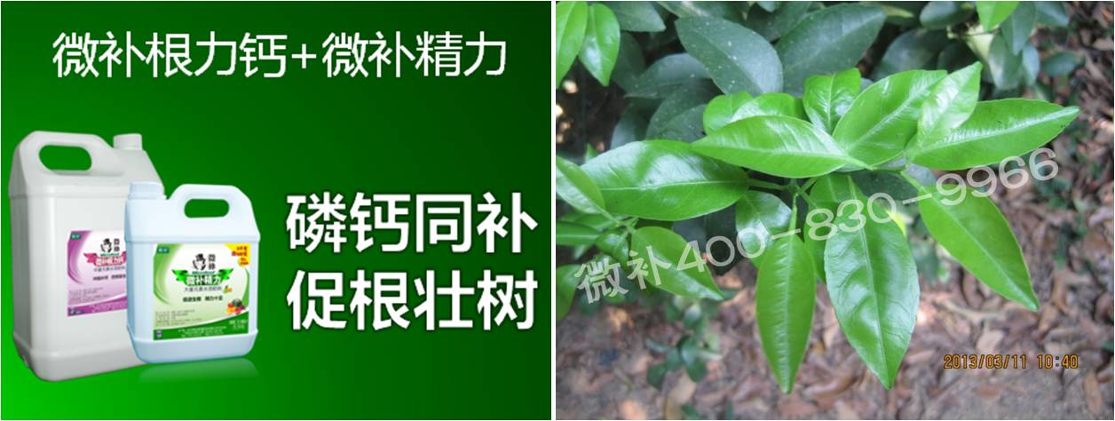 柑橘春梢弱，難抽發(fā)，到底是什么原因？