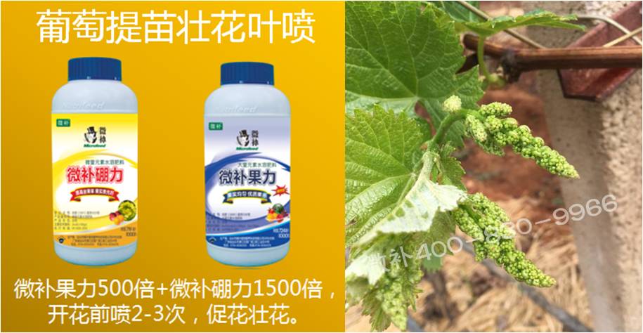 葡萄萌芽期如何預防倒春寒？