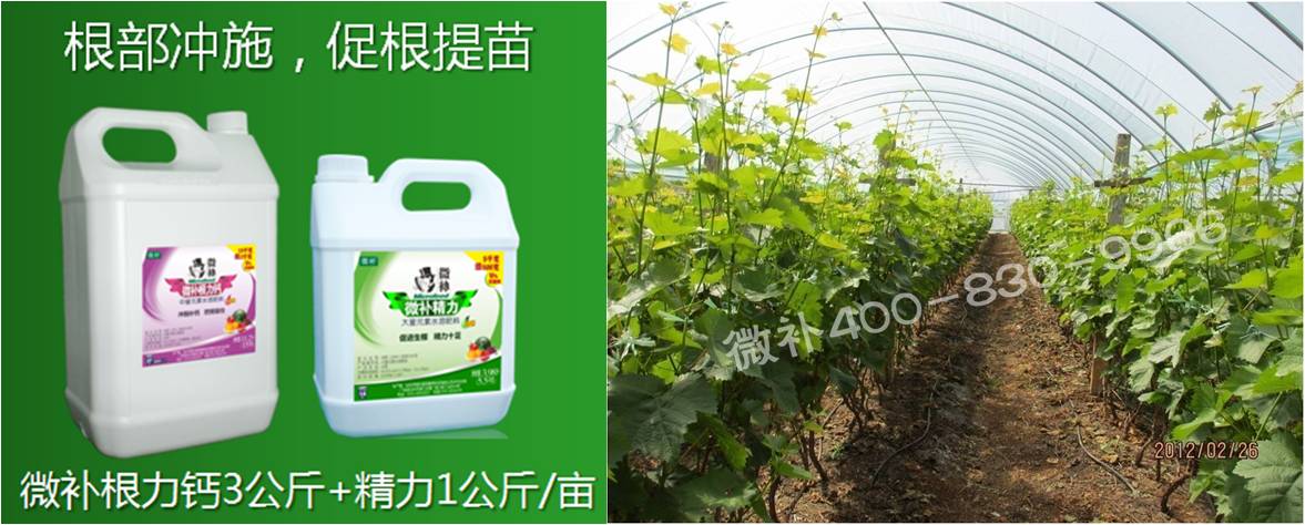 葡萄萌芽期如何預防倒春寒？