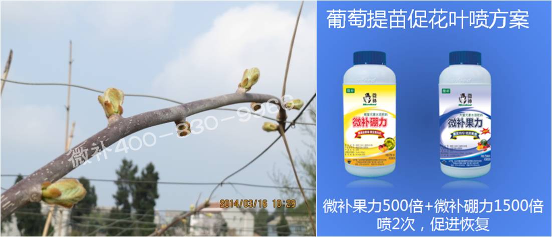 獼猴桃萌芽期如何施肥，才能促進(jìn)萌芽齊、萌芽壯？