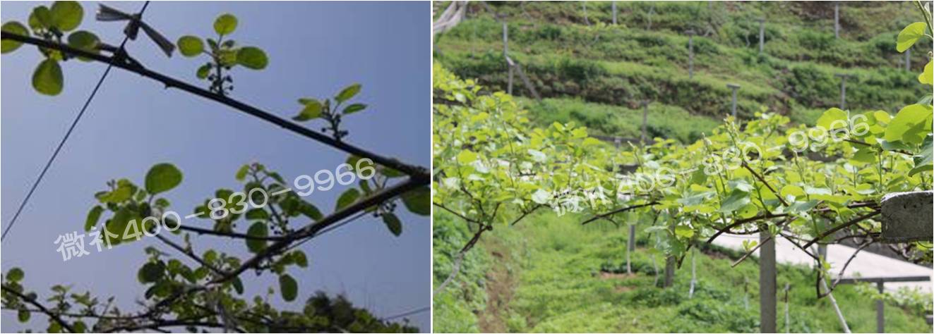獼猴桃萌芽期如何施肥，才能促進(jìn)萌芽齊、萌芽壯？