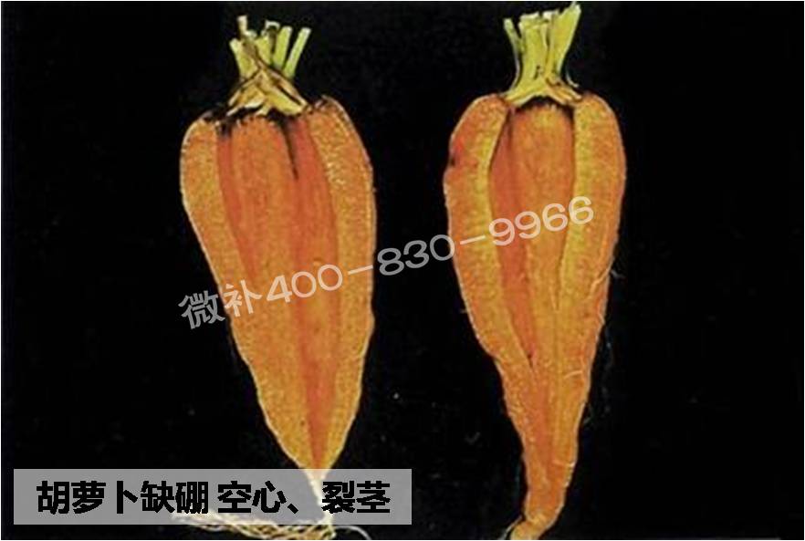 大田作物缺硼，就用高生物活性海藻液體硼，補硼更有效！