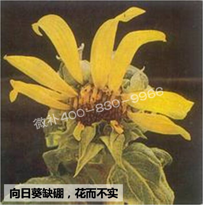 大田作物缺硼，就用高生物活性海藻液體硼，補硼更有效！