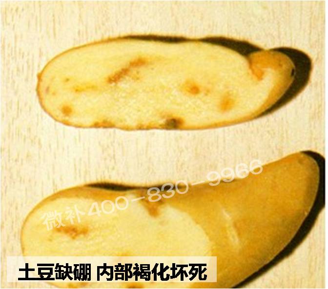 大田作物缺硼，就用高生物活性海藻液體硼，補硼更有效！