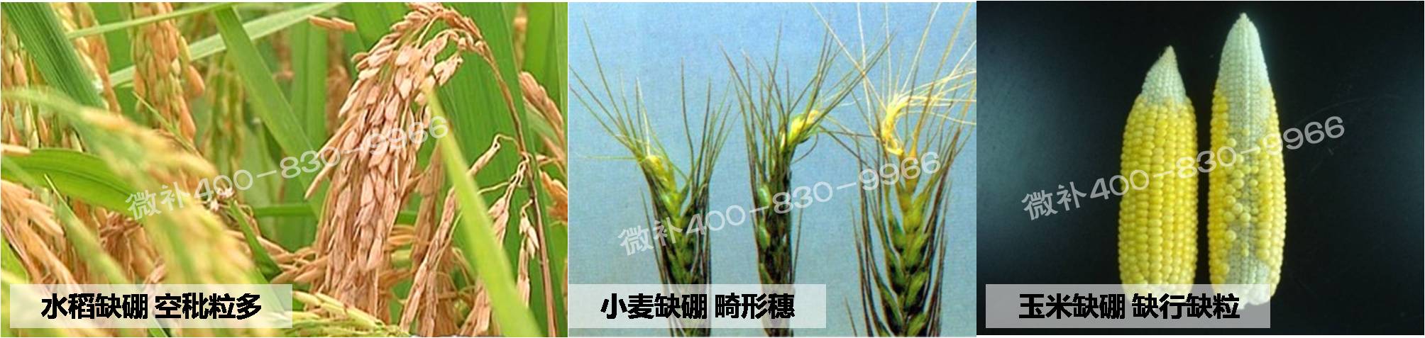 大田作物缺硼，就用高生物活性海藻液體硼，補硼更有效！