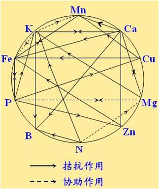 原料型鉀肥和鎂肥為什么會(huì )發(fā)生拮抗？