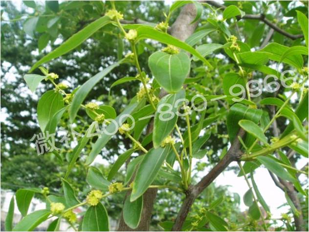 冬棗萌芽后黃葉是缺鐵嗎？