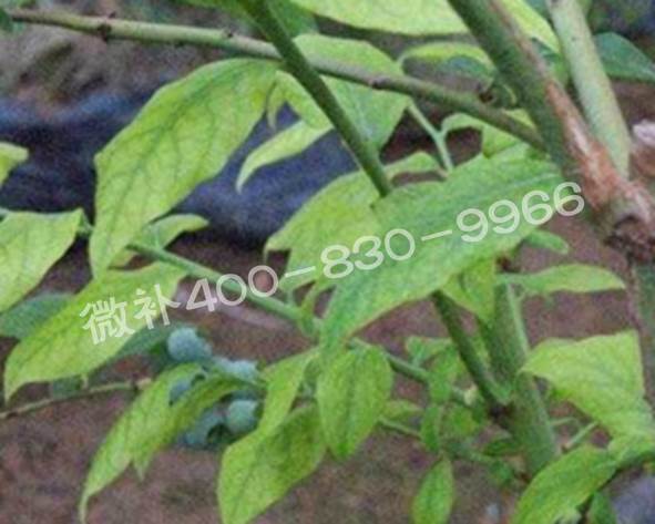 藍莓黃葉是缺素還是病害？