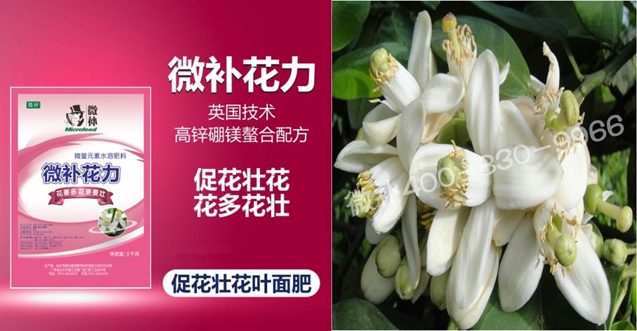 蜜柚促花壯花除了補磷還需要補硼鋅？