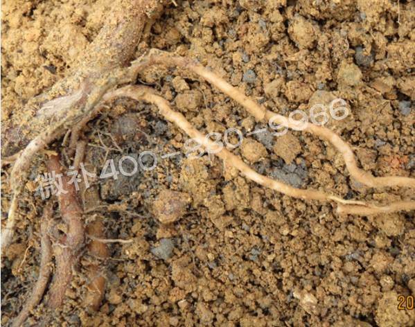 獼猴桃缺鈣對抽梢開花有什么影響？