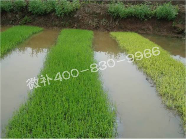 水稻黃秧、爛秧怎么辦？