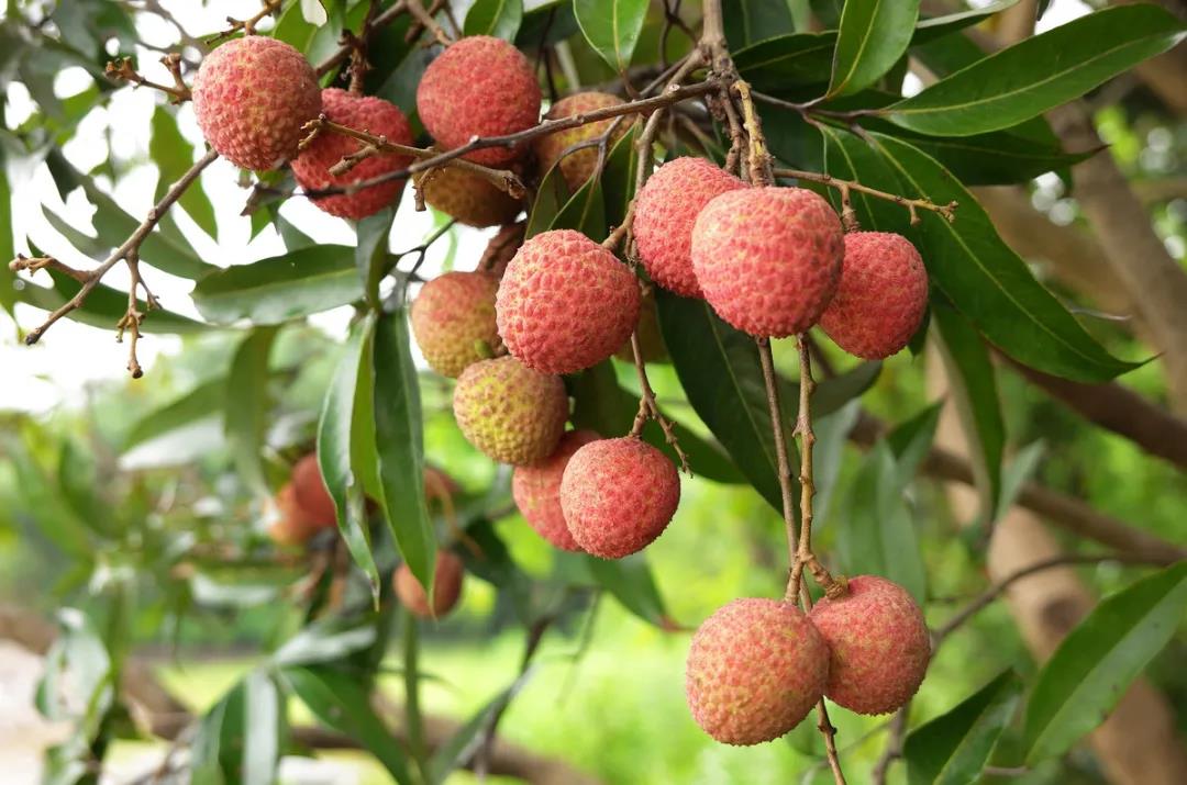 荔枝.jpg 荔枝.jpg