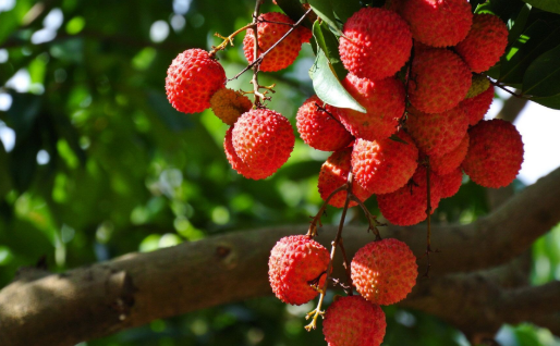 荔枝..png 荔枝..png