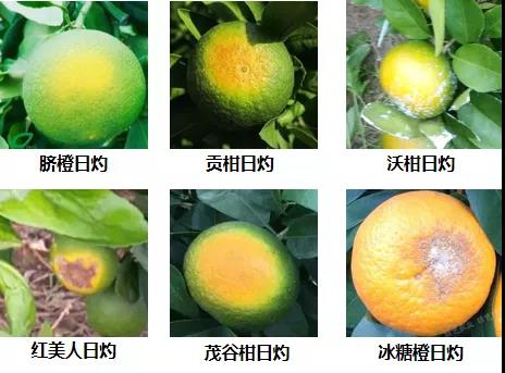 柑橘日灼 柑橘日灼