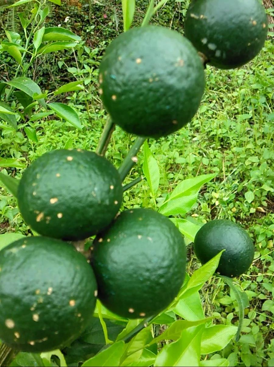 潰瘍上果 潰瘍上果