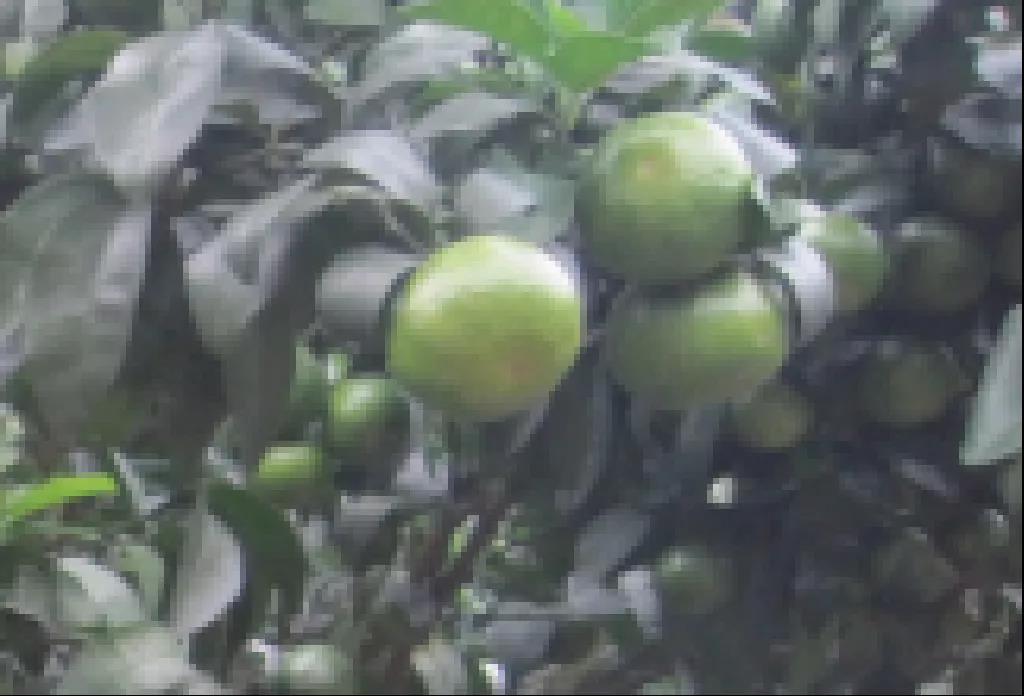 秋梢老熟后果實(shí) 秋梢老熟后果實(shí)