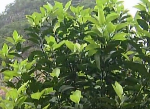 柑橘淋沖微補鈣肥，促根預防黃樹(shù)，樹(shù)壯保果品質(zhì)好