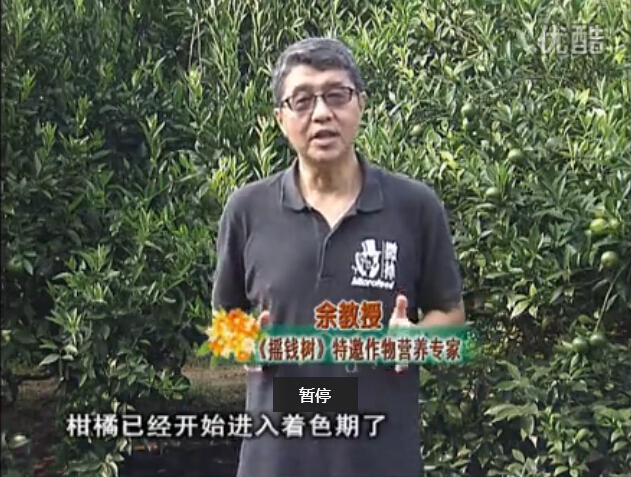 20150928珠江臺搖錢(qián)樹(shù)：如何提高柑橘硬度？預防減少浮皮霜凍果