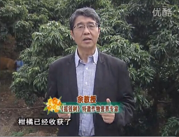 20160104珠江臺搖錢(qián)樹(shù)：防治柑橘黃樹(shù)、減少采后弱樹(shù) 撒微補倍力、噴碧力+壯力