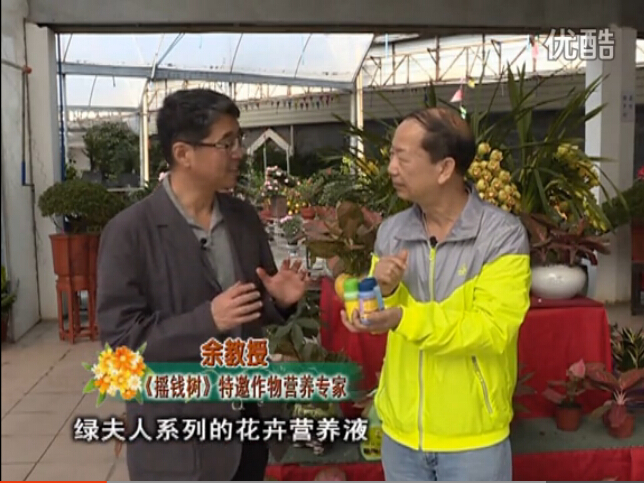 20160111珠江臺搖錢(qián)樹(shù)：家庭盆栽花卉黃葉又難養？用綠夫人，枝繁葉茂、花多花艷