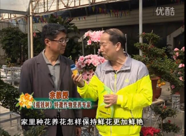 20160118珠江臺搖錢(qián)樹(shù)：家庭花卉用綠夫人600度鮮花營(yíng)養液，花開(kāi)鮮艷、花期長(cháng)