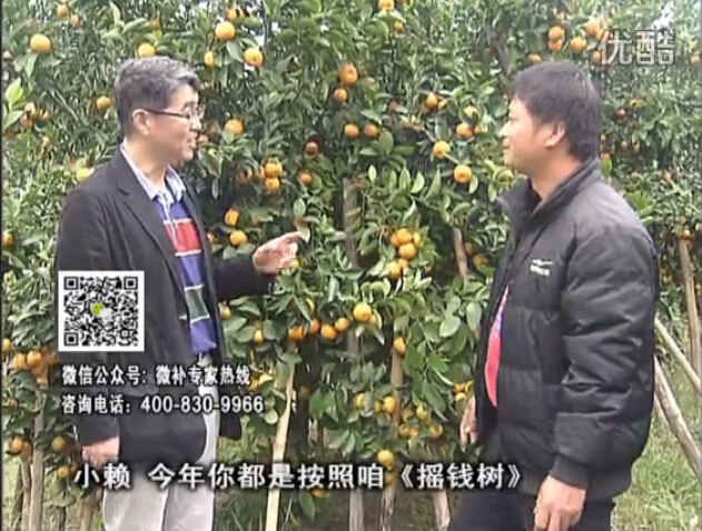 20160125珠江臺搖錢(qián)樹(shù)：如何解決柑橘兩大問(wèn)題：黃樹(shù)和果品質(zhì)差？