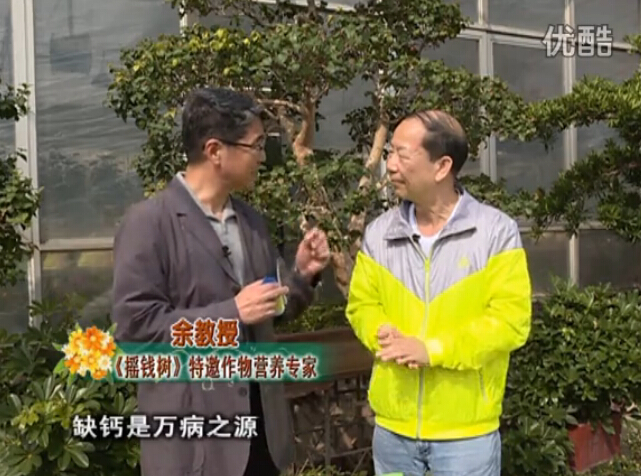 20160125珠江臺搖錢(qián)樹(shù)：家庭盆栽花卉?chē)娋G夫人160度補鈣抗病液，長(cháng)勢精神、抗病好