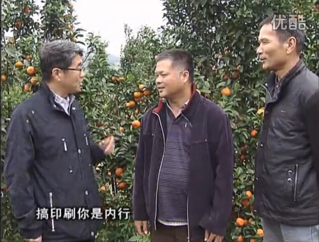 20160201珠江臺搖錢(qián)樹(shù)：開(kāi)印刷廠(chǎng)改行種柑橘，保樹(shù)靚今年還高產(chǎn)？