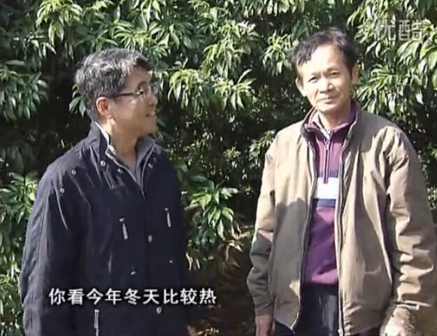 20160201珠江臺搖錢(qián)樹(shù)：暖冬荔枝易沖梢，如何促花壯花好？看微補