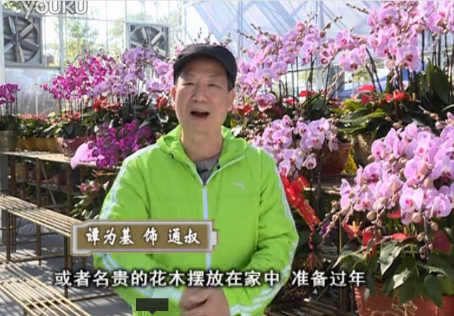 20160201珠江臺搖錢(qián)樹(shù)：新春家養花卉、盆栽，如何養護葉子、鮮花、果子保鮮更長(cháng)？