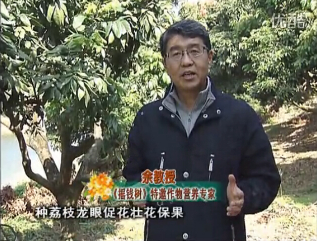 20160215珠江臺搖錢(qián)樹(shù)：龍眼撒微補倍力、噴花力+碧力，補鈣鎂鋅硼保葉壯花
